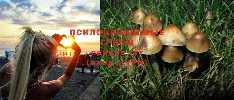 МЕГА сайт  Нововоронеж  Псилоцибиновые грибы Psilocybine cubensis  наркота 